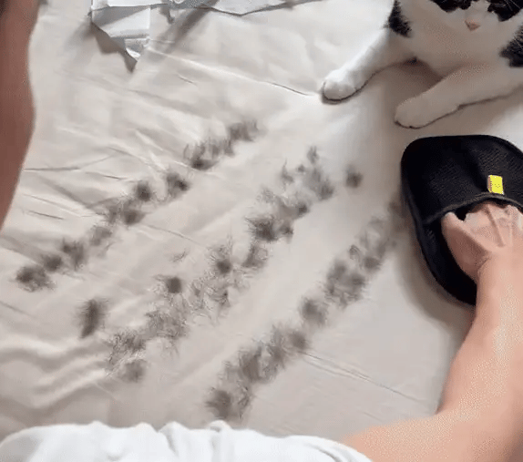 Rukavica za Uklanjanje DLAKA - The Magic Brush™ - Vufri Shop